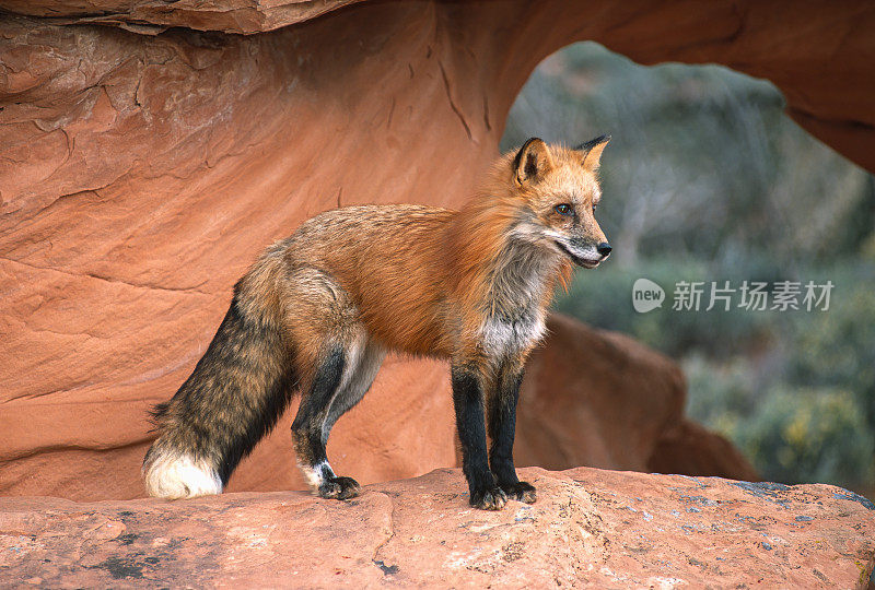 红狐(Vulpes Vulpes)是真正的狐狸中最大的，也是食肉目中分布最广泛的成员之一，遍布整个北半球，包括北美的大部分地区。犹他州